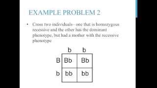 Punnett square practice problems simple [upl. by Siri847]