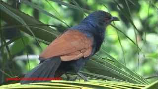 Crow Pheasant  Greater Coucal  Centropus Sinensis Bird [upl. by Rim]