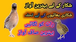 Sound of Quail  beautiful Batair ki Awaz  Bater Awaz rat  batair ki Boli  Batair sound [upl. by Hanaj952]