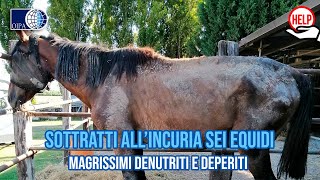 GLI ANGELI BLU IN AIUTO DI SEI ASINI E CAVALLI SOTTRATTI A UNA CONDIZIONE DI GRAVE INCURIA [upl. by Pris409]