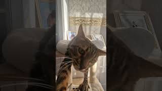 Schlafmütze 🥰 catshorts cat kitten shorts funnyvideos funny catlover кошки [upl. by Ann448]