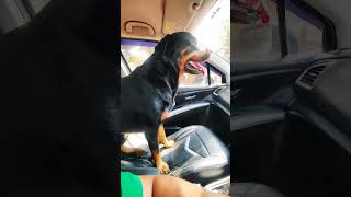 Travel buddyrottweiler pets doglover viralshort trending traveldog new foryou fyp [upl. by Nester]