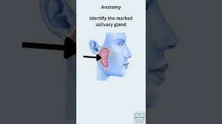 Anatomy spotter  Salivary gland masterdentistry [upl. by Aronael]