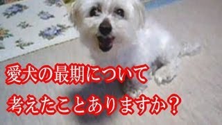 愛犬の最期について考えたことありますか？Think of the death of the dog [upl. by Neelasor]