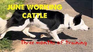 Border collie June herding cattle 3 months of training [upl. by Alrahc]