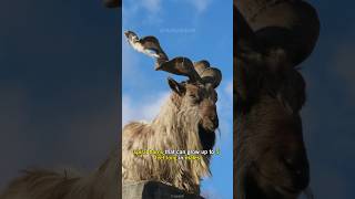 Markhor has incredible horns  animals short video  Markhor facts [upl. by Ljoka]