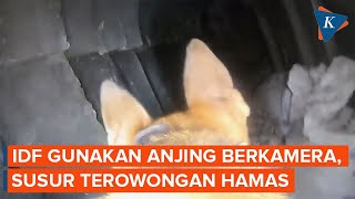 IDF Gunakan Anjing K9 Berkamera untuk Masuki Terowongan Hamas [upl. by Hulburt]