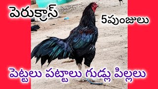 పట్టాలు పెట్టలు పుంజులు పిల్లలు గుడ్లు 77993 50252 eggs rooster hen chicks [upl. by Ettennan]