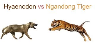 Hyaenodon vs Ngandong Tiger 2019 [upl. by Gnourt321]