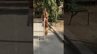 Golden retriever training  dog training to strengthen hind leg [upl. by Eednyl749]