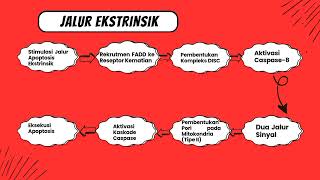 Ekspresi Gen Protein Caspases  3 Pada Jalur Apoptosis [upl. by Gilges]