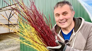 Harvesting Arctic Fire Dogwood for Winter Decorations [upl. by Eselahs]