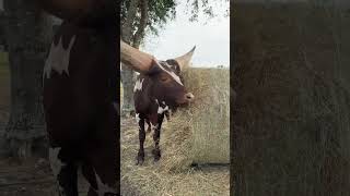 Majestic AnkoleWatusi Enjoys a Hay Feast [upl. by Tedric542]