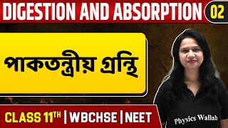 DIGESTION AND ABSORPTION 02  পাকতন্ত্রীয় গ্রন্থি  Zoology  Class 11NEETWBCHSE [upl. by Center]