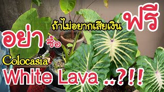 บอนไวท์ลาวา Colocasia White Lava ไม่อยากเสียเงินฟรีอย่าซื้อ  หลงไม้ใบ EP57 [upl. by Olivia]