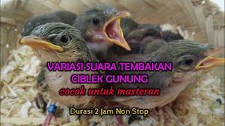 VARIASI SUARA TEMBAKAN CIBLEK GUNUNG 2 JAM NON STOP [upl. by Nalahs]