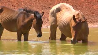 Chris Pollitts Brumby Channel Episode 1 What is a Desert Brumby [upl. by Ekard]