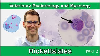 Rickettsiales Part 2  Veterinary Bacteriology and Mycology [upl. by Yhtrod]