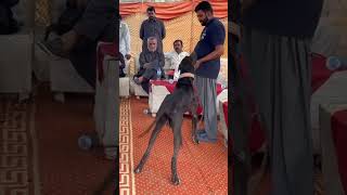 Bully Kutta 2024 by fmnewstv [upl. by Shaya]