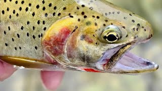 Blueline fly fishing in the PNW for native cutthroat and rainbow trout [upl. by Ailaroc]