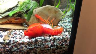 Crayfish molting [upl. by Enrico]