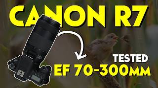 Canon R7 With EF 70300mm f456 Lens ii Telephoto Zoom Lens Wildlife Photography Review [upl. by Oretna]