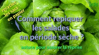 Comment repiquer des salades en période sèche [upl. by Ahsinod]