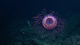 A Burst of Deep Sea Fireworks Halitrephes Jelly  Nautilus Live [upl. by Budworth]