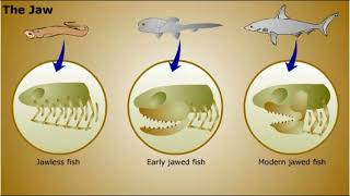 Phylum Chordata [upl. by Sitelc]