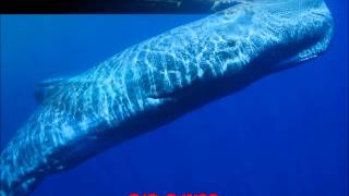 whale mix 7 NO music  humpbacks killer many more whalesdolphinsseal sounds クジラは素晴らしい音を美しい！ [upl. by Ashmead59]