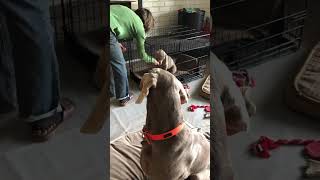 Crate Training a Weimaraner Puppy [upl. by Melvin]