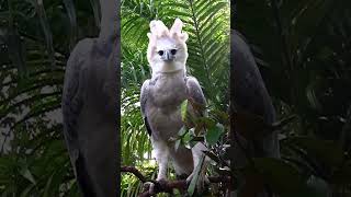 A Harpy Eagle  The Largest Eagle in the World [upl. by Harehs]