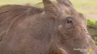 Kasongo Warthog smithsonianchannel [upl. by Eitra546]