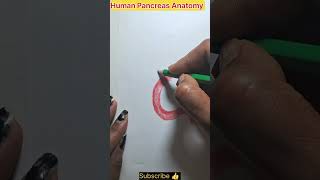 Human Pancreas Anatomy diagram shorts [upl. by Ellynn]