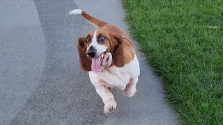 Basset hound is delighted to make friends [upl. by Cory]