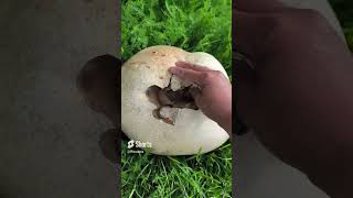 ROTTEN Puffball mushroom puffballmushrooms [upl. by Yates]