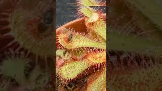 The three most dangerous plants in the world are Venus flytrap youtube shorts video viral news [upl. by Gardner]