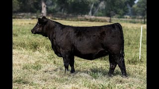 Lot 21 SAC Blackcap May 3305L  Scott Angus Cattle [upl. by Onailerua]