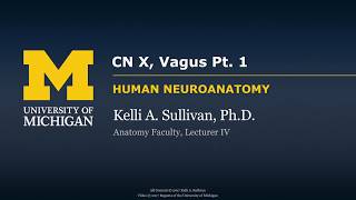 Nervous System Vagus Nerve CNX  part 1 [upl. by Tihom]