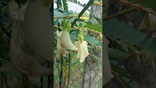 hummingbird flowers agathi sesbania grandiflora avisha shortsviral ytshorts nature greenary [upl. by Nylcoj]