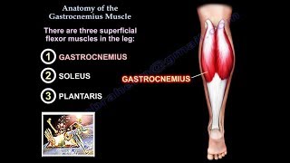 Anatomy Of The Gastrocnemius Muscle  Everything You Need To Know  Dr Nabil Ebraheim [upl. by Lorine]