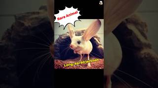 Long eared jerboa was found in China Xinjiang jerboa rareanimals [upl. by Leinahtan]