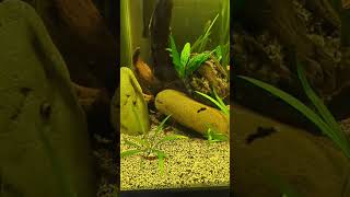 swordtail fry khuli loaches otocinclus corydoras and shrimp aquarium communitytank aquascape [upl. by Mathia]