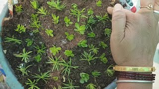 479Easiest way of growing Moss rose 🌱🌸🌸 [upl. by Meeharb]