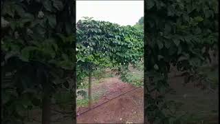 Muita for no maracujá agricultura viralvideo [upl. by Sioled640]