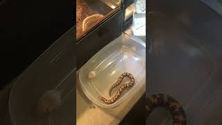 Kenyan sand boa feeding [upl. by Anytsirhc998]