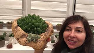 The Easiest Succulents to Take Care of My Haworthia Collection and Tips for Haworthia Care [upl. by Mohun629]