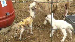 Five Baby Lambs Born on this day [upl. by Papert]