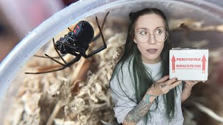 Unboxing VENOMOUS BLACK WIDOW and a friendly wolf spider from Micro Wilderness [upl. by Nossah62]