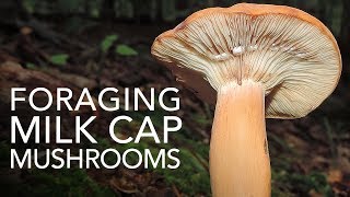 Foraging Milk Cap Mushrooms [upl. by Inanak]